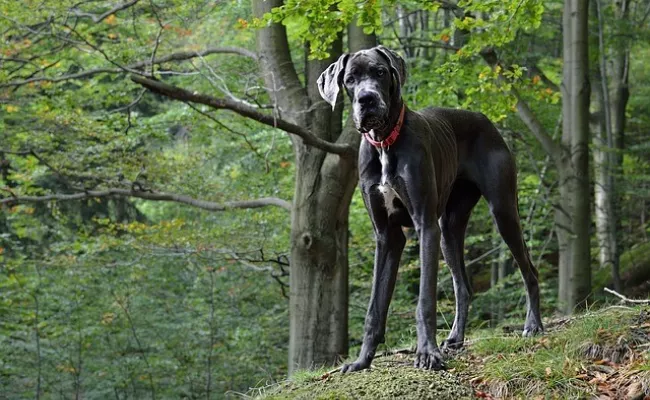 Conheça a História do Freddy, o Maior Cão do Mundo