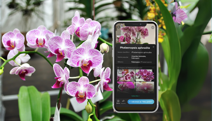 Melhores Aplicativos Para Aprender Cuidar de Orquídeas 